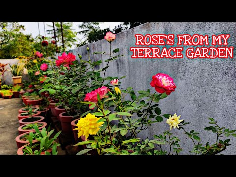 Roses from my terrace garden//मेरे छत  पर खिले हुए कुछ खूबसूरत गुलाब