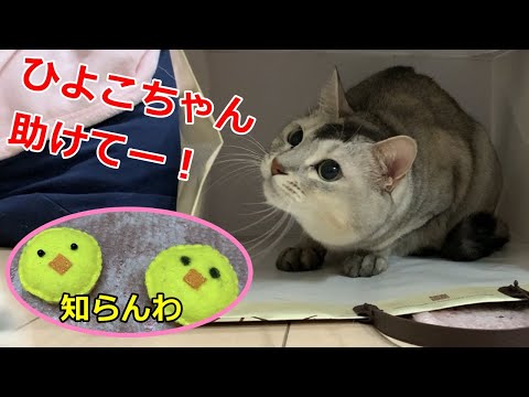 イタズラの言い訳をする猫とひよこちゃん！関西弁おしゃべりペット