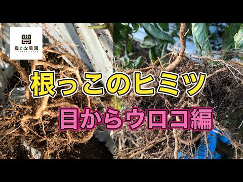 【豊かな農園19】根っこのヒミツ