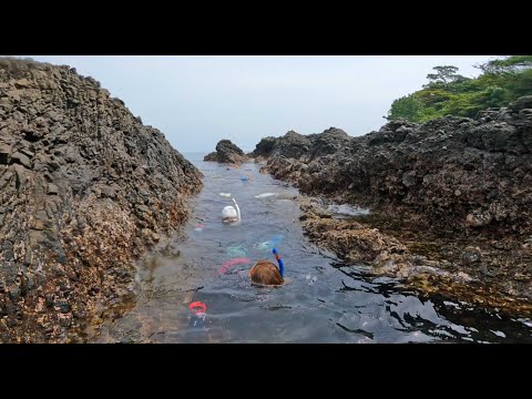 【2021夏休み】少人数・日帰り！水中ガイド同行・伊豆シュノーケリング・スキンダイビングツアー