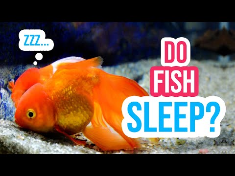 🐟💤 How Do Fish Sleep? See How Goldfish are Sleeping in My Aquarium