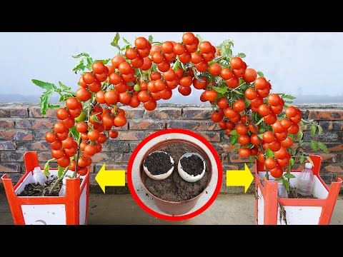 The Secret To Growing Tomatoes Makes Them Produce Like Crazy