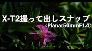 X-T2の撮って出しスナップ。Planar50mmF1.4を付けて。