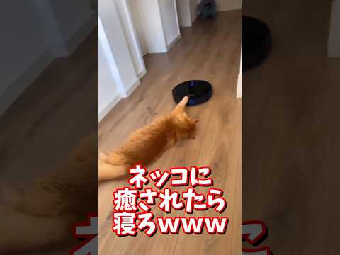 ネッコの動画で癒されたら寝ろｗｗｗ　#2ch #2chまとめ 動物スレ #2ch面白いスレ #動物 #犬 #猫 #癒やし #ねこ動画