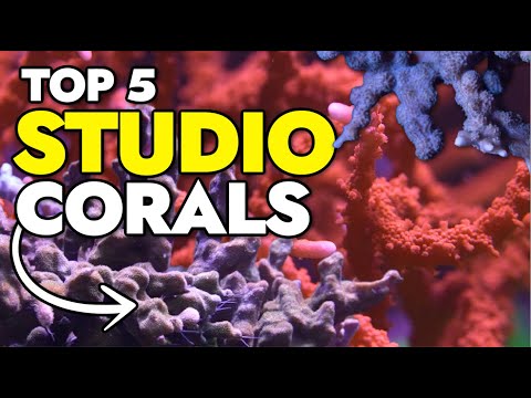 Unveiling the Top 5 Most Unique Corals in the Reef Builders Studio