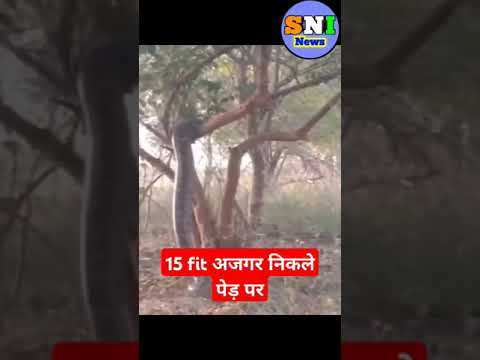 15 फिट निकला कोबरा शाप#king_cobara#snakevideo#shorts#viralvideo