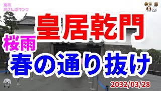 【4K】【皇居乾通り】【皇居桜】皇居乾通りの春の通り抜け公開です。雨の中、満開のサクラ、ヤマブキ、松の花も咲いていました。