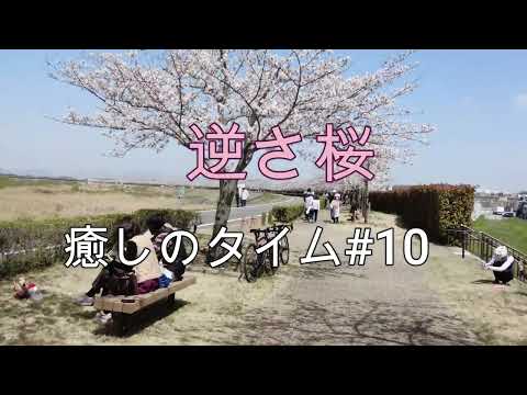 おの桜づつみ回廊　 癒しのタイム10