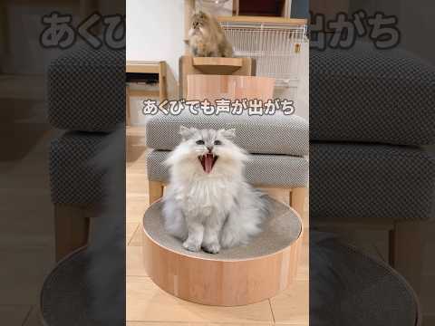 上下で並んでいる猫 【サイベリアン】 #Shorts