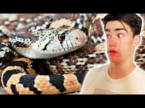 LARGEST Snake in Utah!