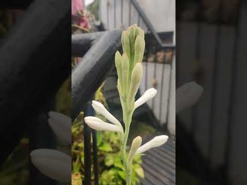 Lilly flower stalk in my garden #youtube #short #lilly