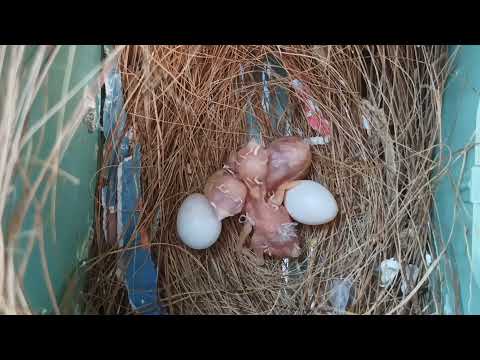 #8 Breeding season 21/22 - Epilog | Long-tail finch chicks | Poephila acuticauda | Shaft tail finch