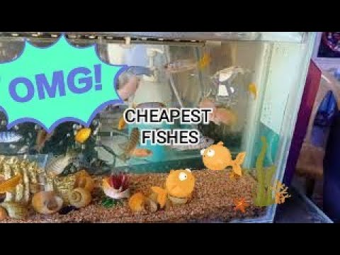 cheapest fish in delhi ncr faridabad diwali offer also (03)#fish #viral #new #vlog #youtube #diwali