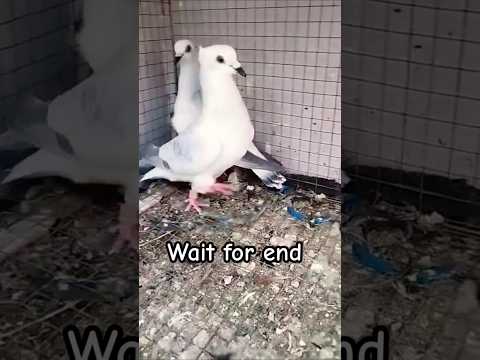 Herabadi kabutar #pigeon #shortvideo #shorts #viralvideo