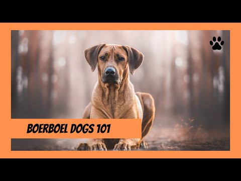 Boerboels Dogs 101: Dog Breed Guide