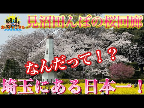 【ぶらり.埼玉.桜】埼玉にある日本一の桜並木🌸見沼田んぼ桜回廊