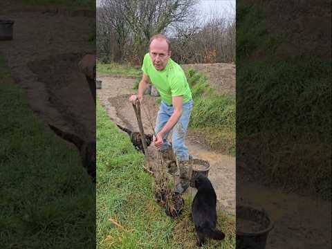 First trees in the woodland valley #landscaping #treeplanting #nativetrees #adventure #forest #mud