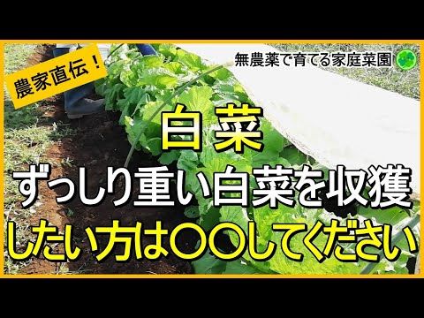 【白菜栽培】これだけはやっておきたい10月のお世話を解説！【有機農家直伝！無農薬で育てる家庭菜園】　24/10/15