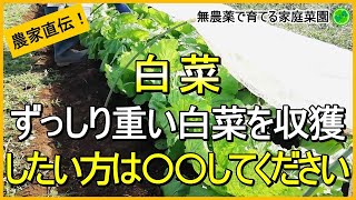 【白菜栽培】これだけはやっておきたい10月のお世話を解説！【有機農家直伝！無農薬で育てる家庭菜園】　24/10/15