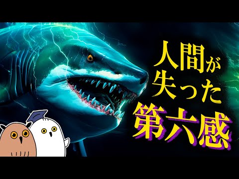 【ゆっくり解説】第六感：電気感覚の進化：サメ映画MEG2公開記念【 進化論 / 科学 / 生物 】