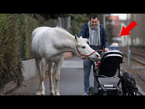 Horse Goes On A Walk Alone Every Day For 14 Years, Receives Pets And Treats From Residents