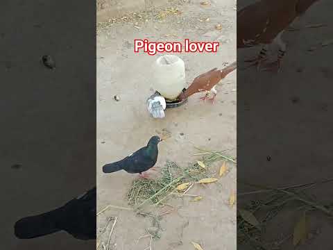 #beautiful #pigeon #kabootar #whitepigeon #birdspecies #homingpigeons #shorts