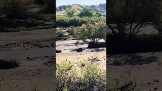 #Hiking in a different part of #Castaic #Cali this time the #soundsofnature & #LARiver #inspires 🏞️