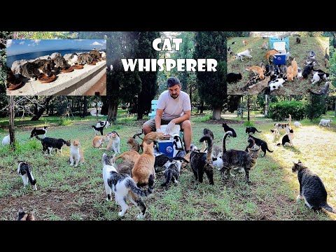 The man sitting on the chair surrounded by hundreds of cats is experiencing an explosion of love.