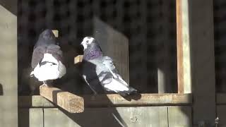 ROCK DOVES pigeons