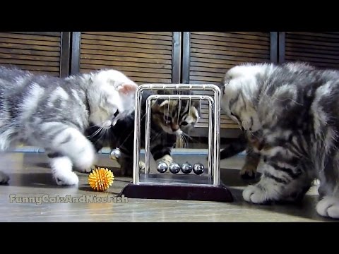 Cute Scottish Fold Kittens learns Newton's cradle