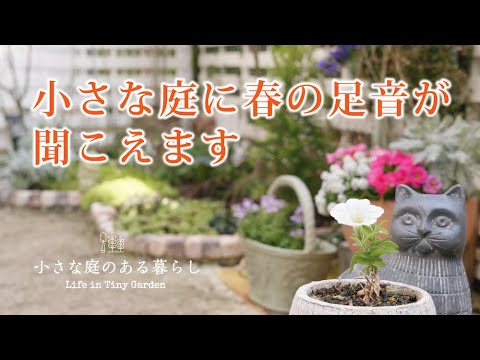 ガーデニング Vlog｜小さな庭に春の足音が聞こえます｜クリスマスローズの植え付け｜ 〜小さな庭のある暮らし 110〜Gardening ｜ Life in a tiny garden