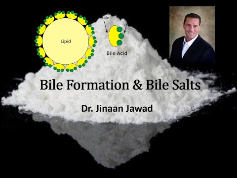 How Is Bile Made & Bile Salts?