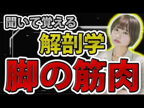 【聞いて覚える】下肢の筋肉、一緒に覚えよう!!解剖学の脚の筋肉について