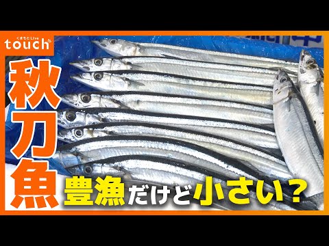 今年は豊漁って聞くけど、実際どうなの？2024年秋刀魚事情を徹底取材