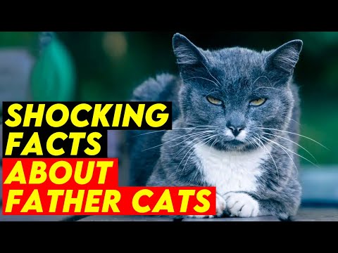 10 Shocking Facts About Father Cats