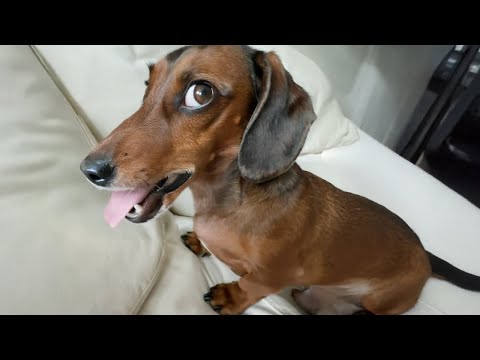 20 minutos de vídeos divertidos de perros que no olvidarás 😸🐶