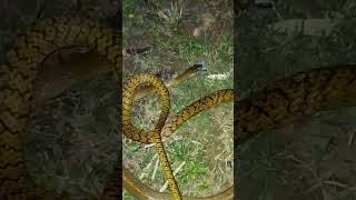 big snake #short #viral #video #shortviralvideo