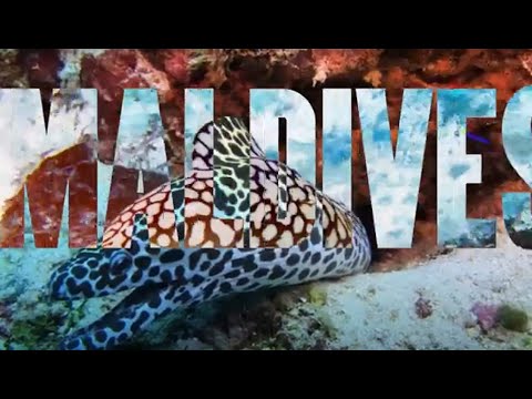 Maldives. Diving. Underwater world. Мальдивы. Дайвинг. Подводный мир.