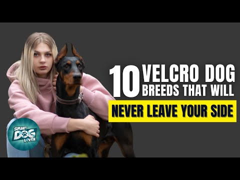 10 Velcro Dog Breeds That Will Never Leave Your Side