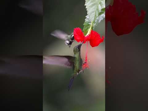 Beautiful Birds moment #trending #birds #viralreels #viralshorts #viralvideo