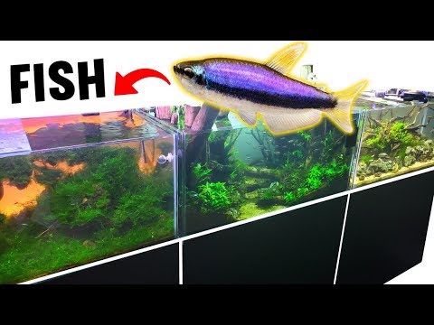 Crazy Fish JUMP Tanks? *NEW* Guppy BABY Fish AQUARIUM!