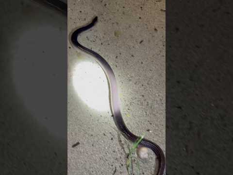 rắn hổ hành 7 mầu óng ánh #viralvideo #cobras #kingkobra #animals #snake #youtubeshorts