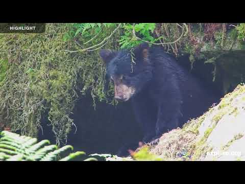 Anan Wildlife Observatory Tongass National Forest | Highlights