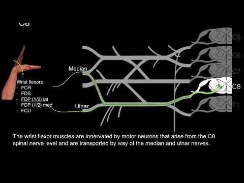 Myotomes and Peripheral nerves