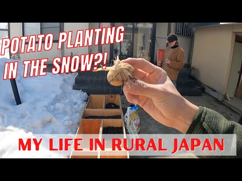 Life in Japan - How We Grew Potatoes in Snowy Hirosaki, Aomori