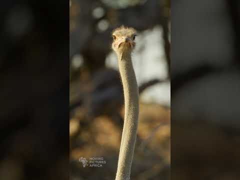 Ostrich. #wildlifephotography #kalahari #birds #birdphotography #ostrich #kgalagadi #safari #bird