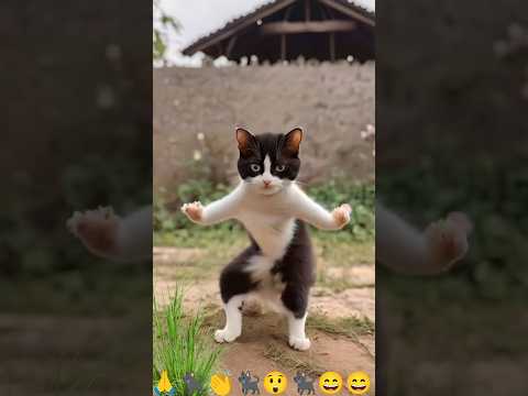 Cat billi dancer Bhilai ke#bha video dance black dance karne wala video short video viral# #santosh