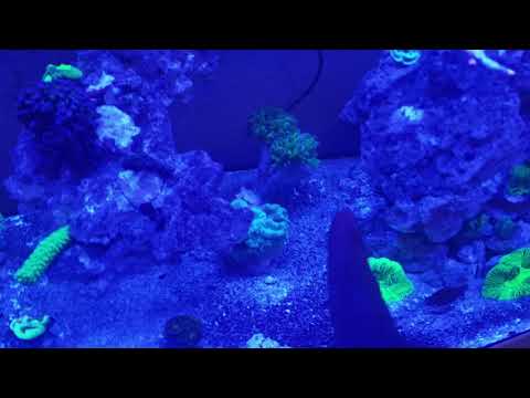 - Tony Nguyen Office reef tank update 9-12-19