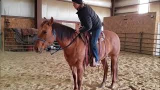 Equine Good Partner Project: Dismounting Demo