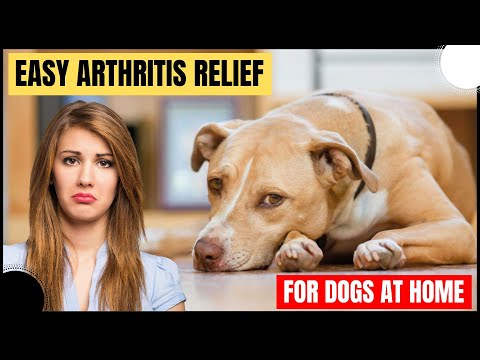 Dog Arthritis Treatment: How To Help A Dog With Arthritis Naturally